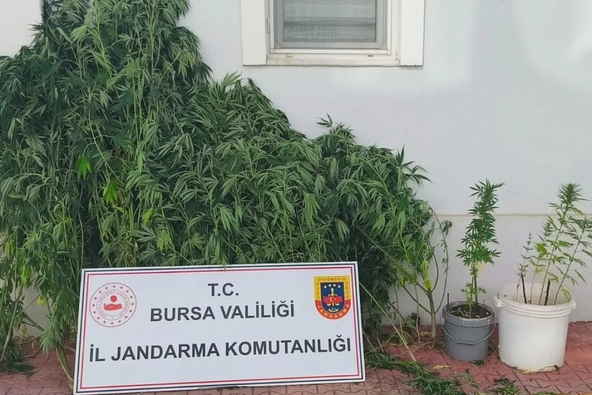İnegöl'de bahçesini uyuşturucu yuvasına dönüştüren şahıs yakalandı!