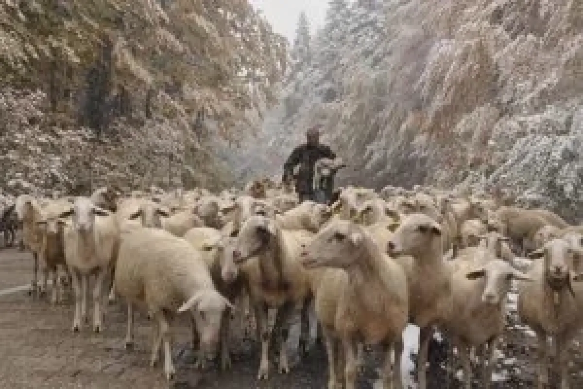 Çobana kar sürprizi