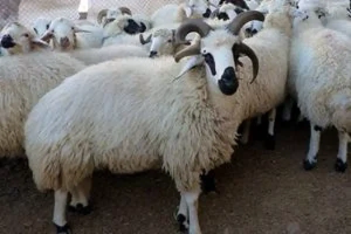 Kuraklığa koyunlu önlem