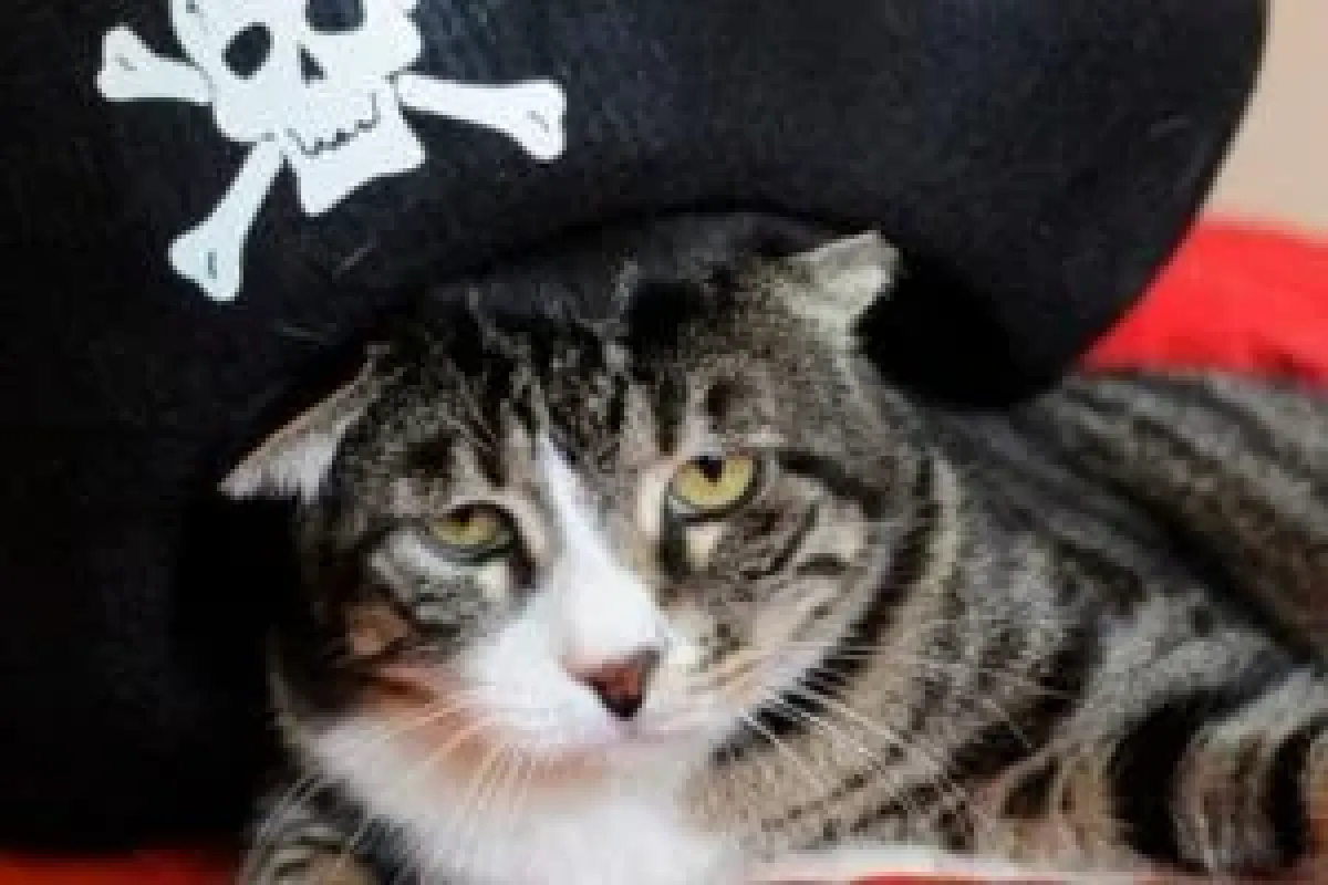 Trafoya giren kedi için bakana suç duyurusu