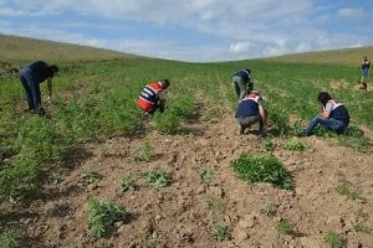 Uyuşturucu tacirlerine büyük darbe