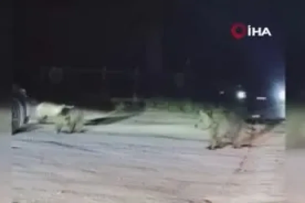 Ayı ailesi Uludağ'da yiyecek arayışında