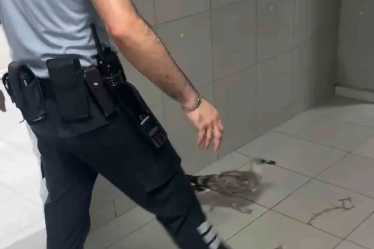 Bursa’da bir martı acile uçarak girdi
