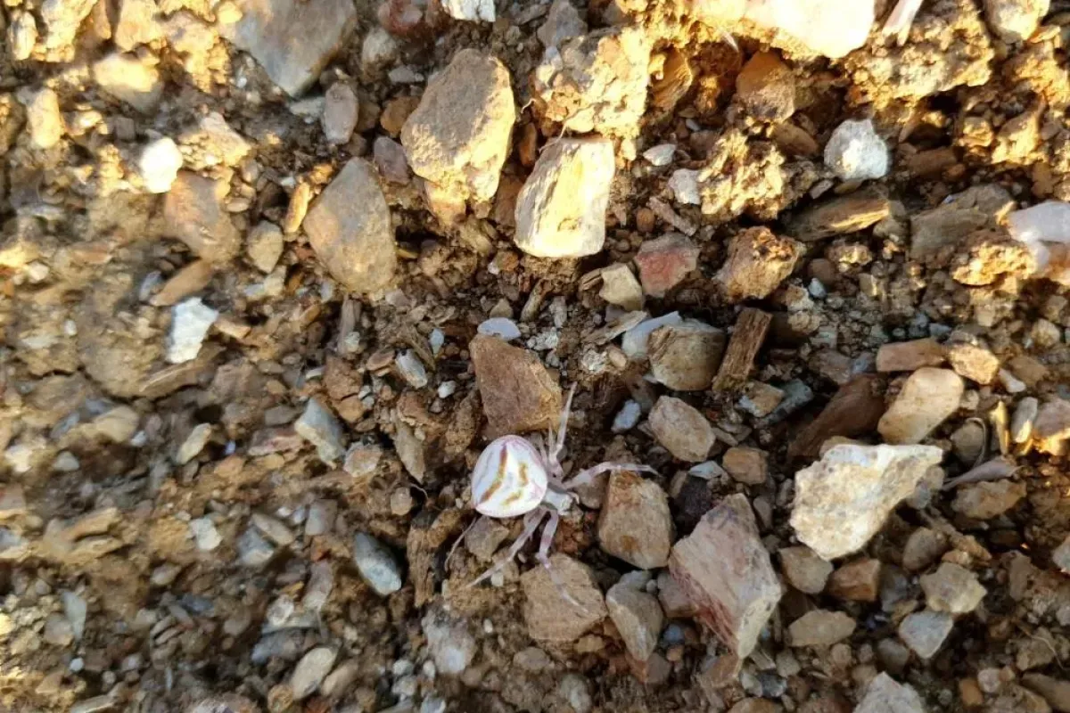 İnsan yüzlü örümcek sosyal medyayı salladı!