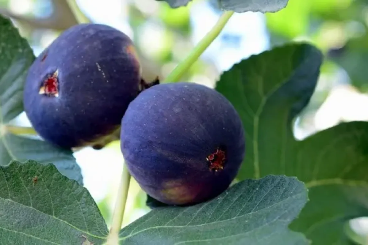 Siyah inicre gümrük engeli: Tonlarcası çöp mü olacak?