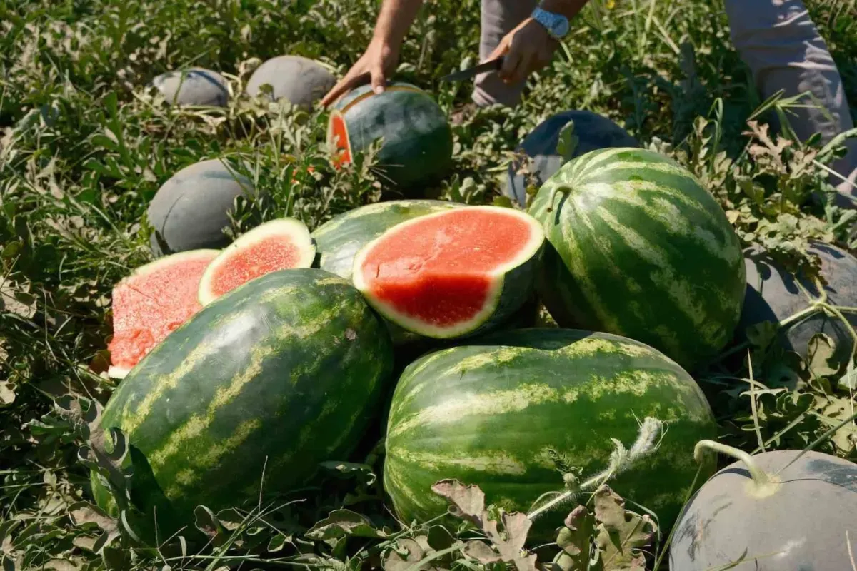 Karpuzun fiyatı 70 kilometrede 30’a katlanıyor