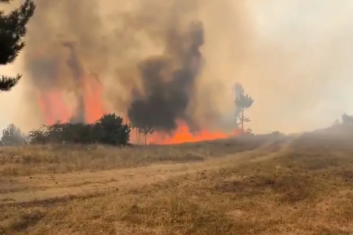 Bursa’da orman aygını