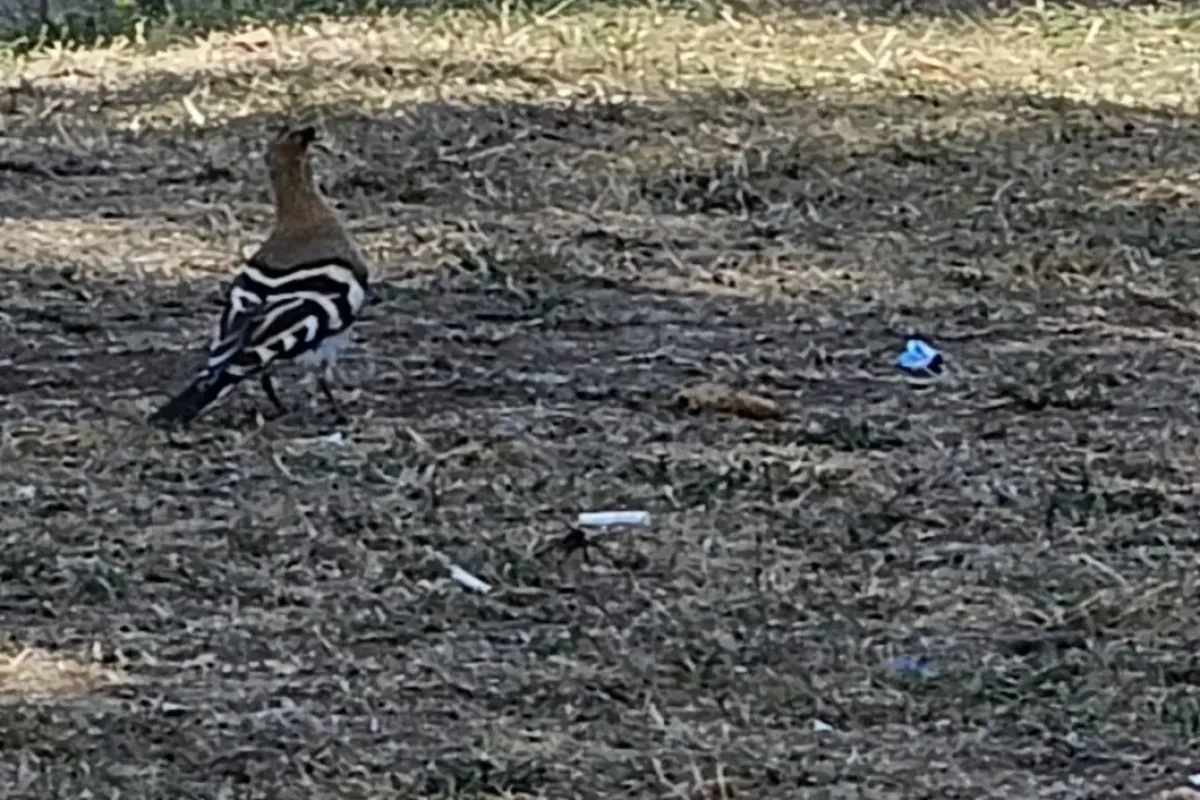 İnegöl’de Kültürpark’ta ibibik kuşu görüldü!