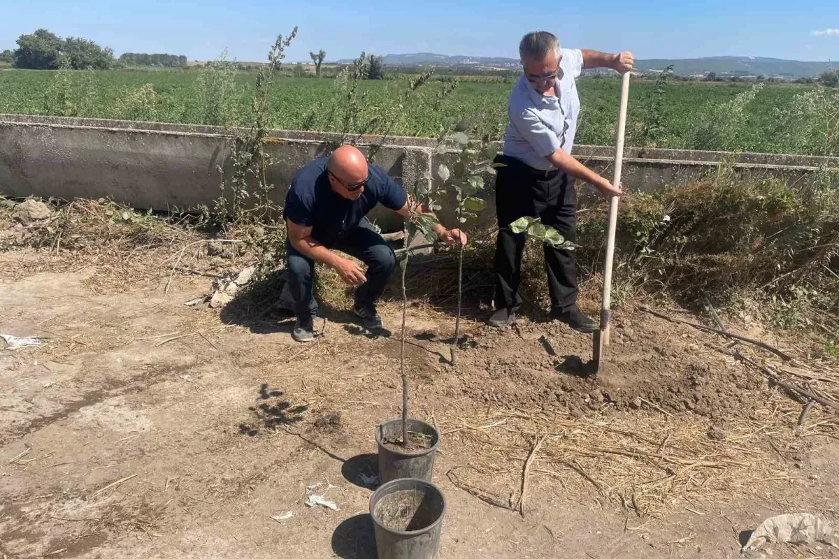Orman yangınlarında kaybedilen her ağaç yerine 10 fidan