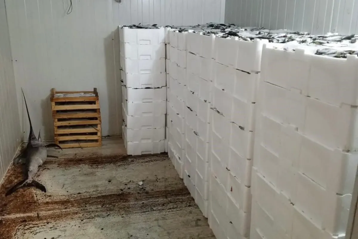 Bursa'da Balık Avı Denetimleri Sıklaştırıldı: Bin 200 Kilogram Balık El Konuldu