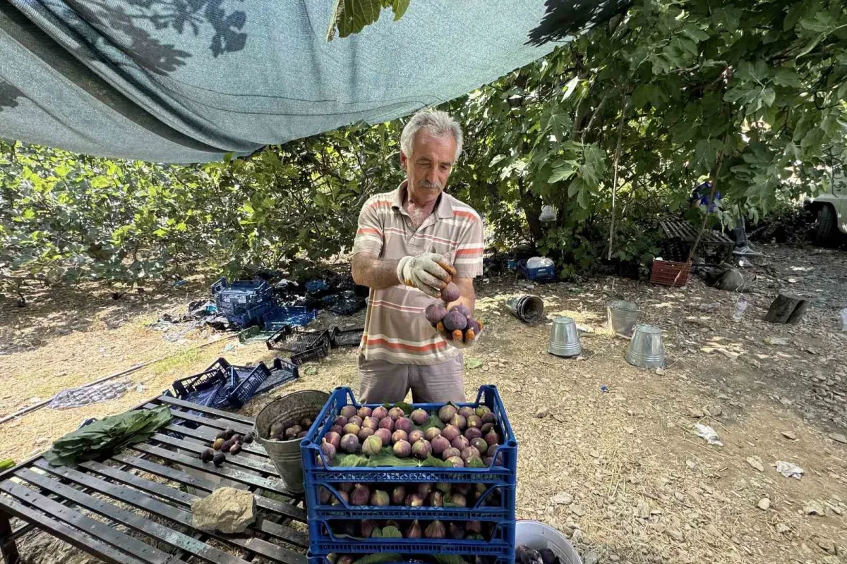 Antalya’da siyah incir hasadı başladı