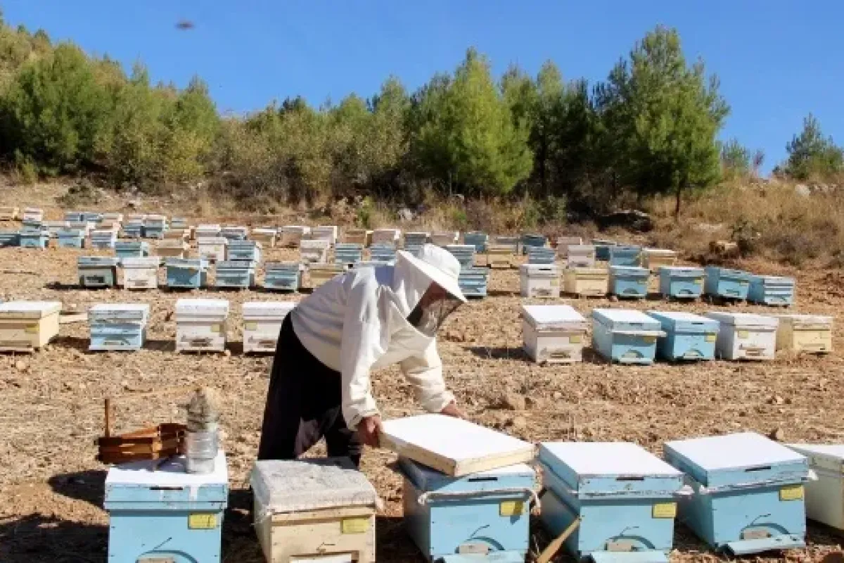 İnegöl’de arılı kovan destek başvuruları açıldı