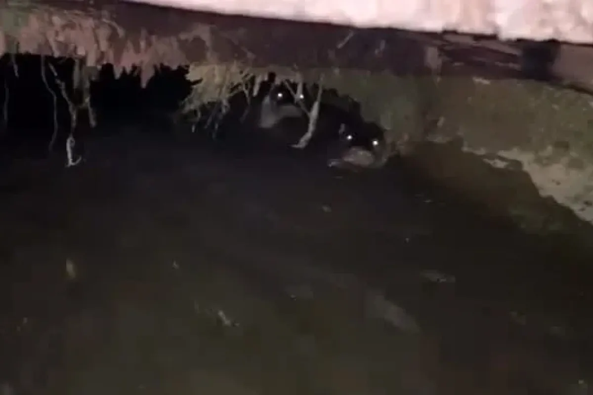 İnegöl'de Nadir Görülen Su Samurları Görüntülendi