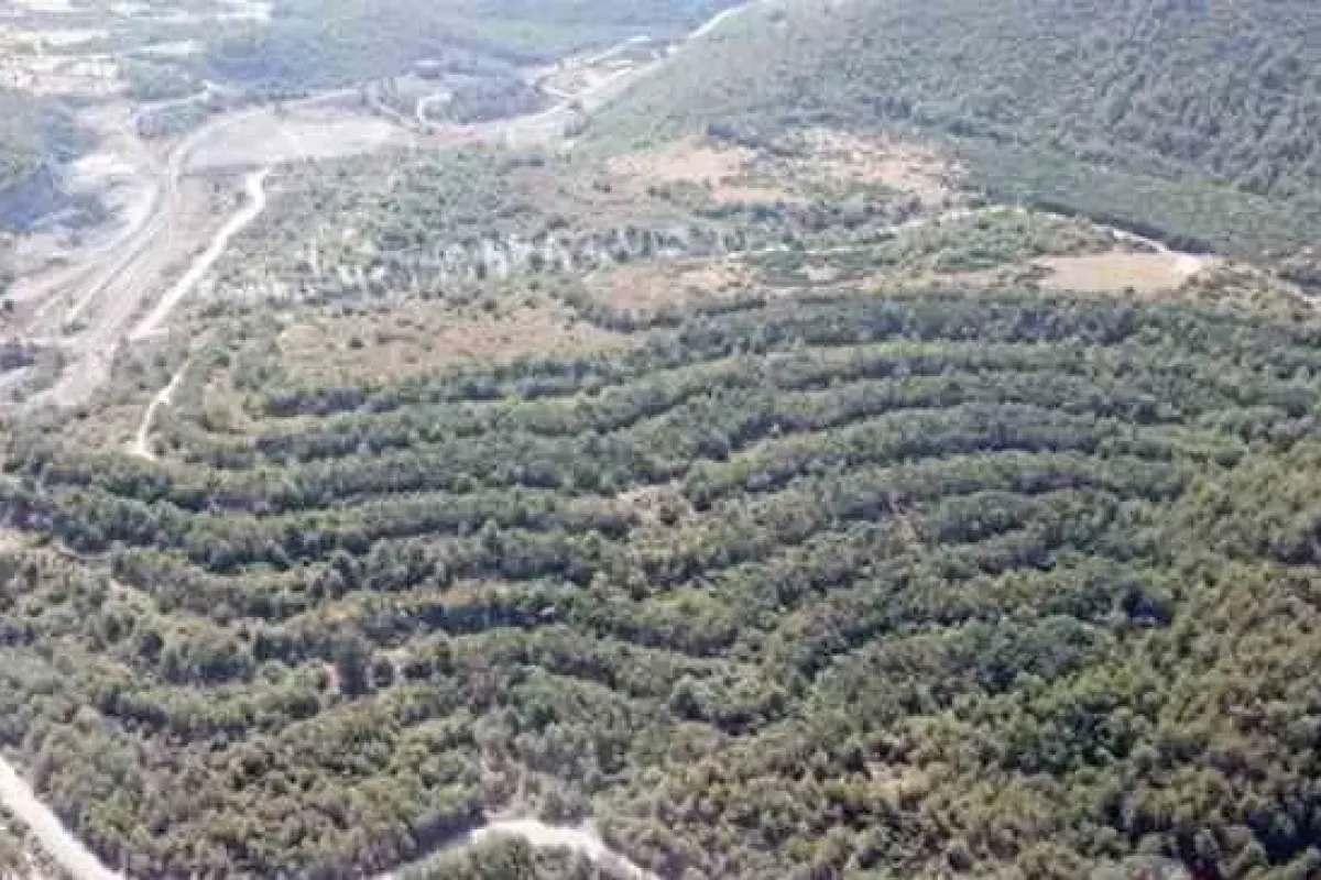 Muğla’da zeytinlik krizi: Akbelen’de gözaltılar