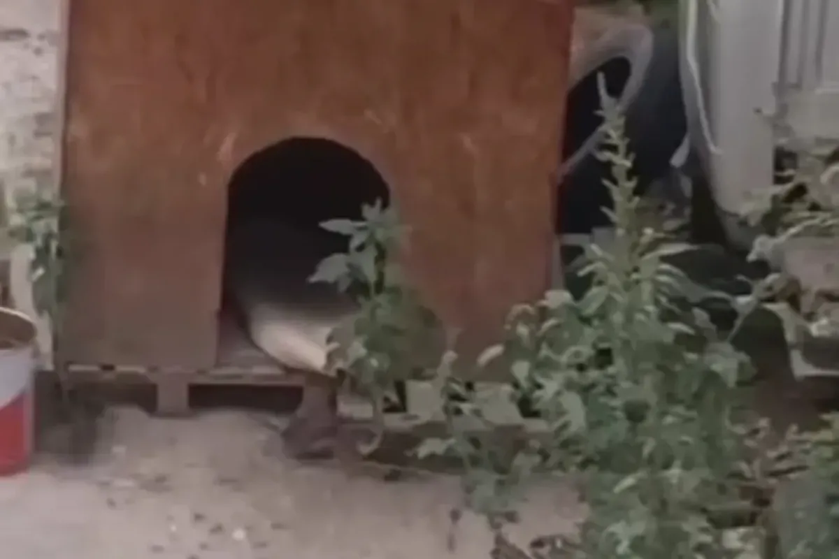 İnegöl'de her yeri istila ettiler