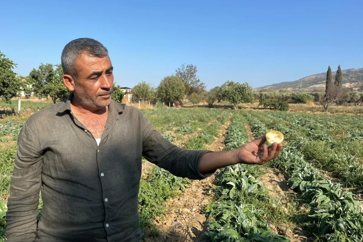 Aydın’ın tescilli ürününü enginarın kaymağını başkaları yiyor
