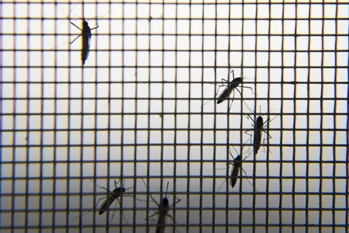 Chikungunya Salgını Çin’de hızla yayılıyor