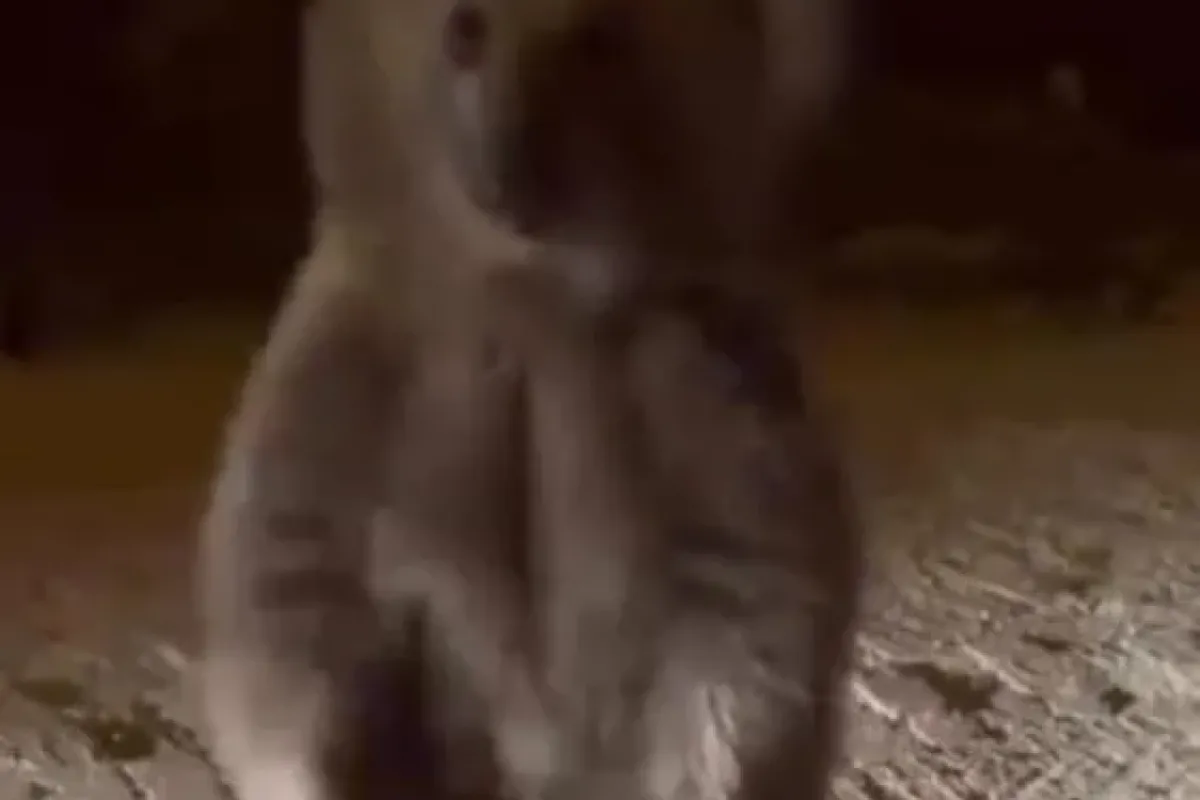 Şu ayının Uludağ'da yaptıklarına bakın!