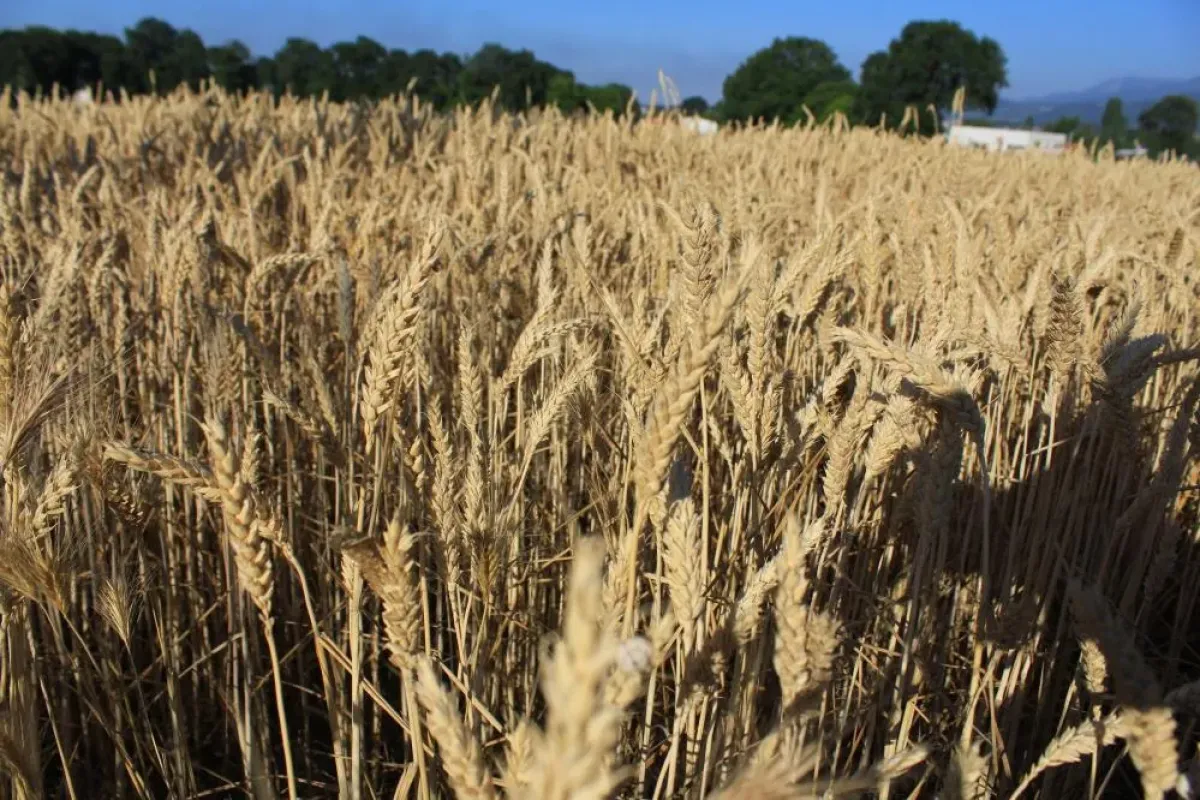 Dünyada hububat arzı tüm zamanların rekorunu kıracak