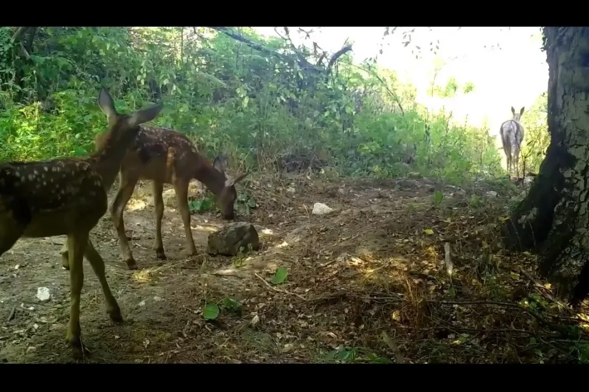 Kızıl geyikler, annelerinin izinde...