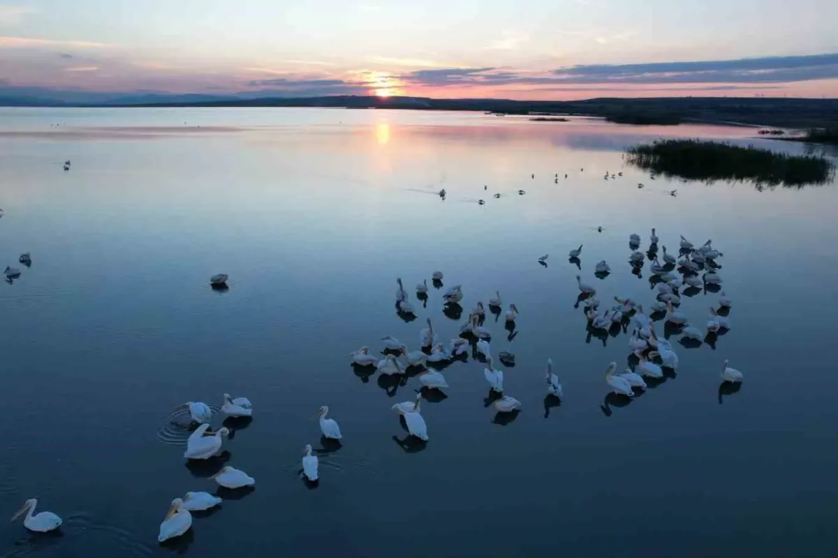 Sonbaharda Manyas Gölü’nde pelikan ve flamingo ziyaretleri