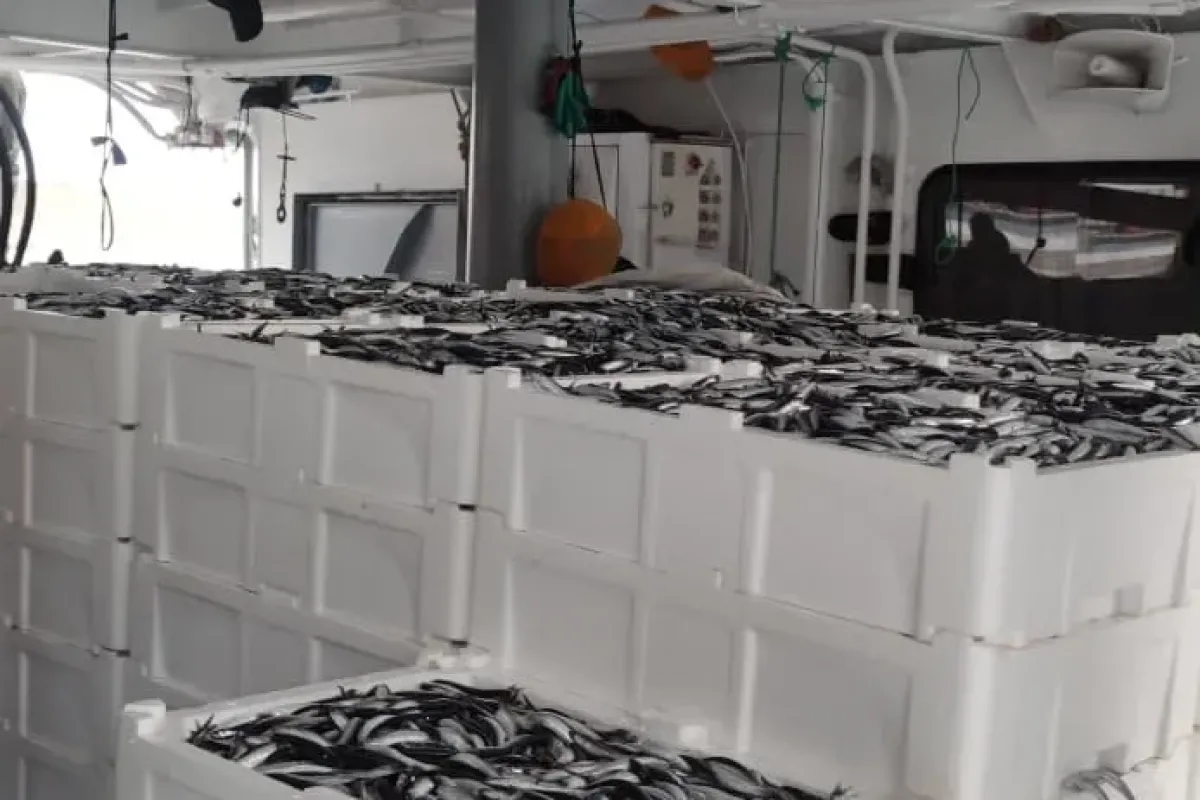 Avlanan 440 Ton Hamsi Karaya Çıkartıldı