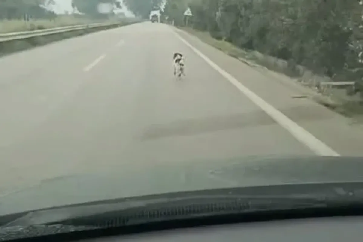 Bursa’da yağmura aldırış etmeden koşan köpek yürekleri burktu