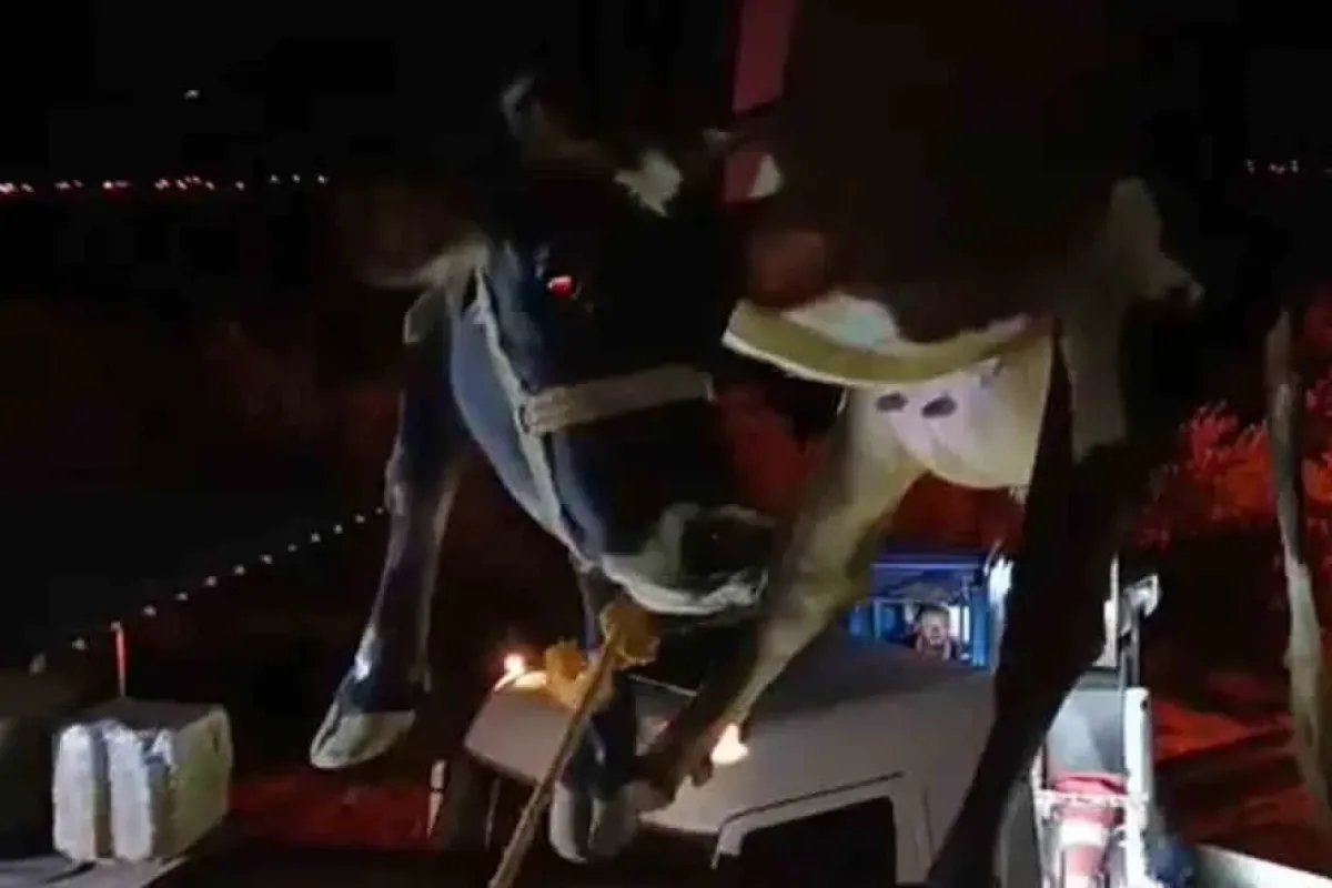 Hatay'da Vinç Yardımıyla Kurtarılan İnek Sonunda Güvenli Ellere Ulaştı