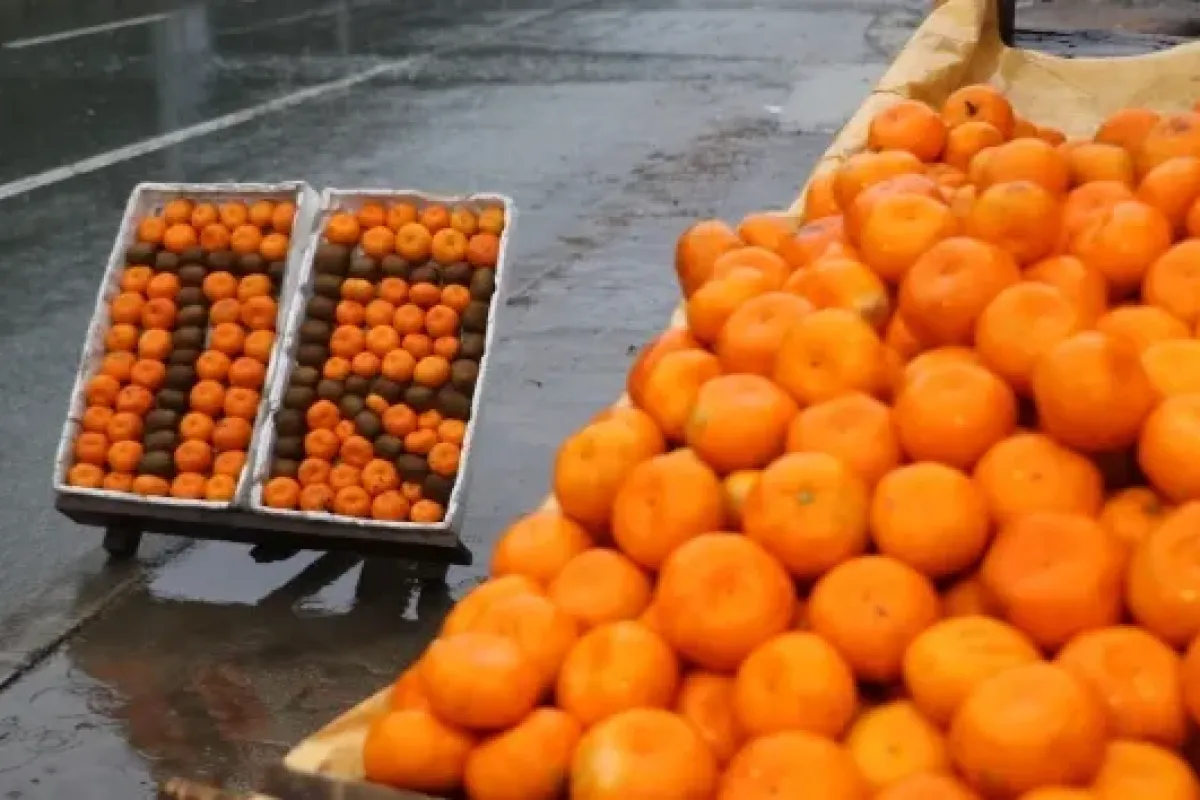 Turuncu mandalinalara ne oldu?