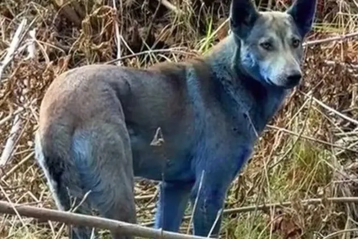 Burada yaşayan köpeklerin tüyleri maviye döndü