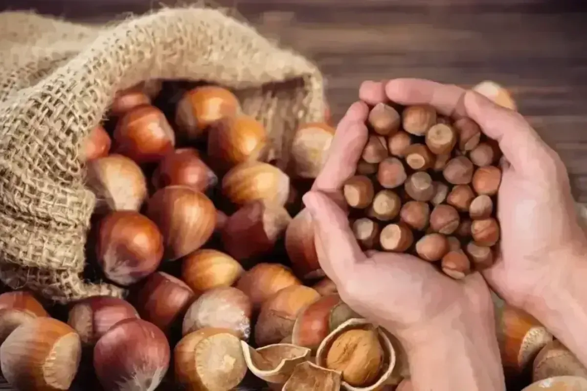 Döviz ve ihracat etkisiyle fındık fiyatları yükselişte