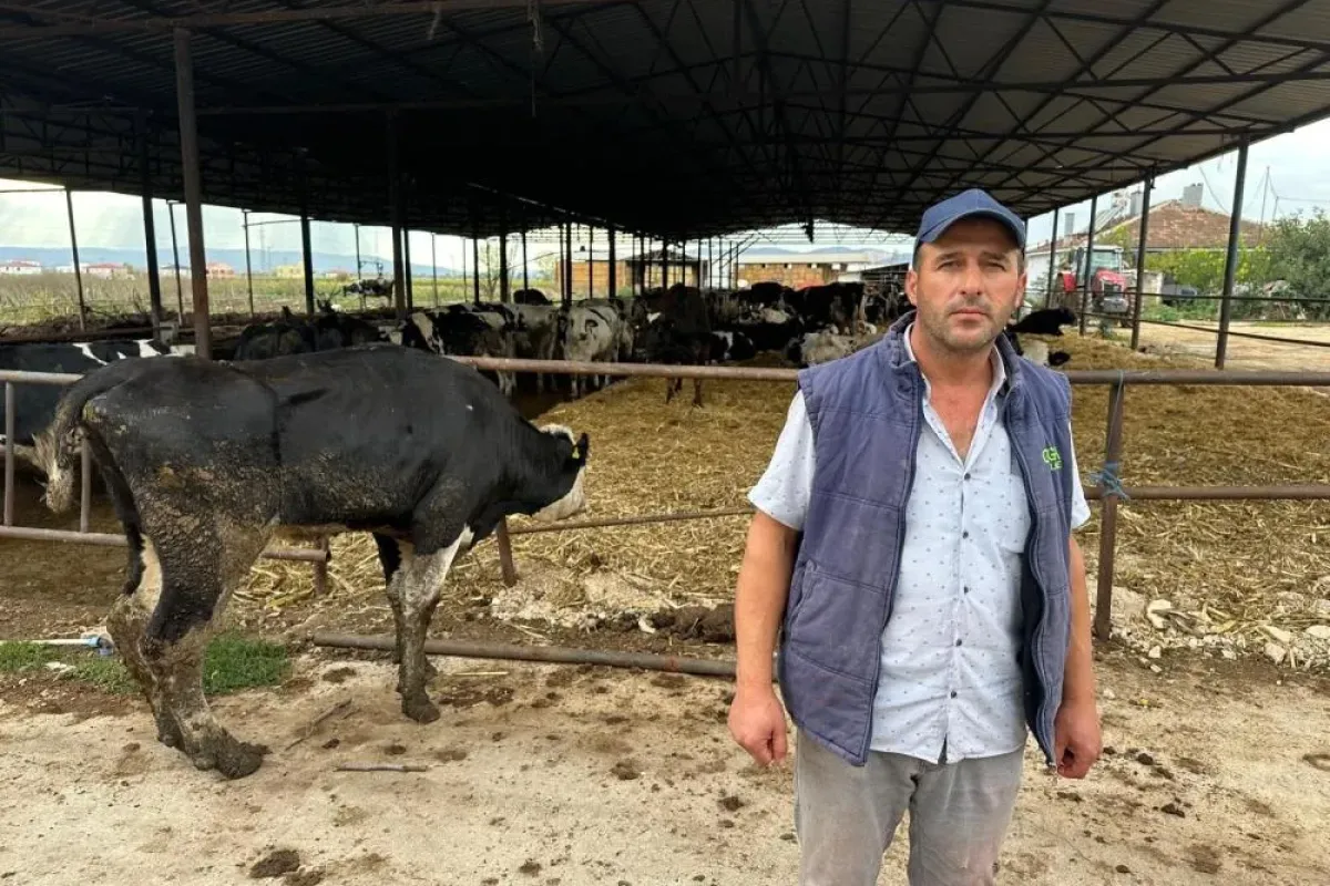 Komşu ilçede şap alarmı! Buzağılar ölüyor