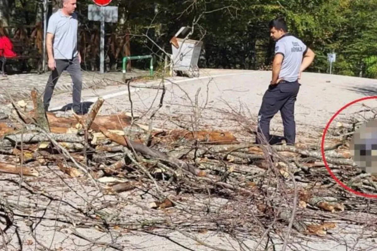 Üzerine ağaç devrilen belediye işçisi öldü!