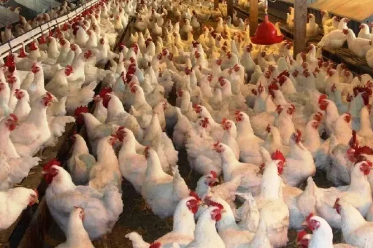 Kuş Gribi Krizi Büyüyor: 2 Milyondan Fazla Hayvan İtlaf Edildi