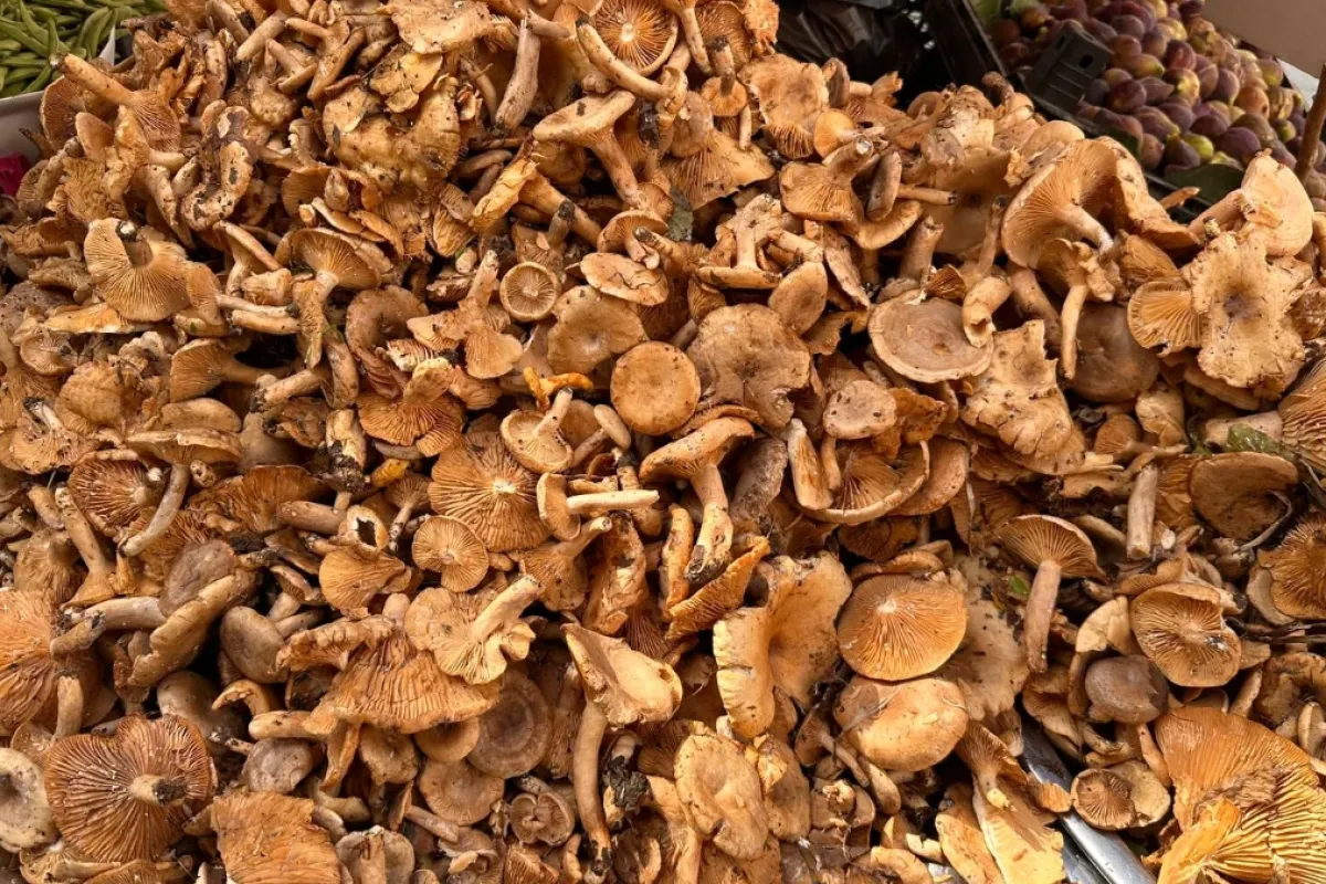 Tüm uyarılara rağmen İnegöl'de bir zehirlenme vakası daha