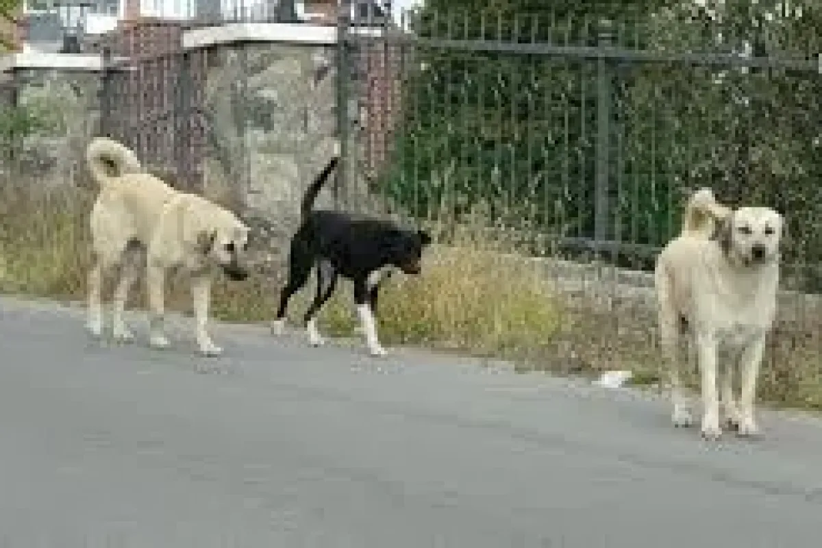 Sokak köpeklerini beslemek yasaklandı