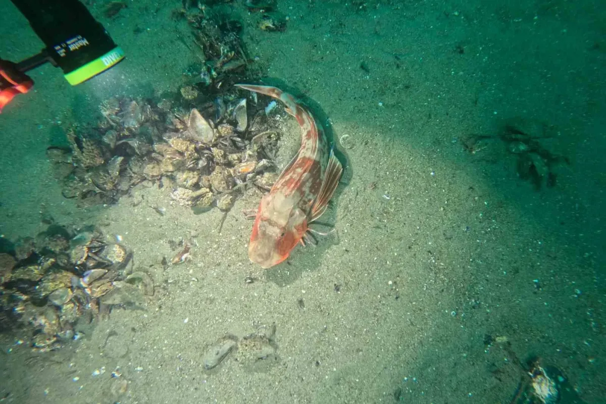 Marmara Denizi’nin ekolojik yapısı mercek altında