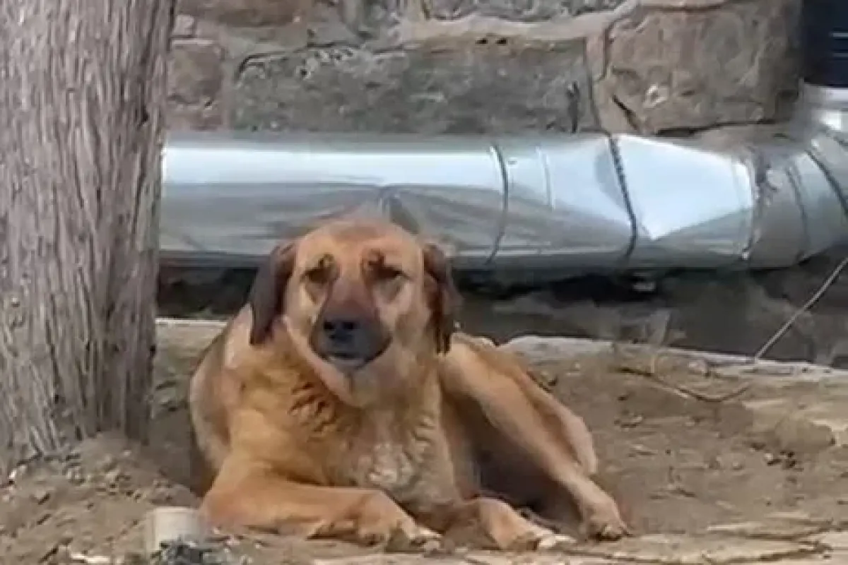 Bursa’da ezana uluyan sokak köpeği dikkat çekti