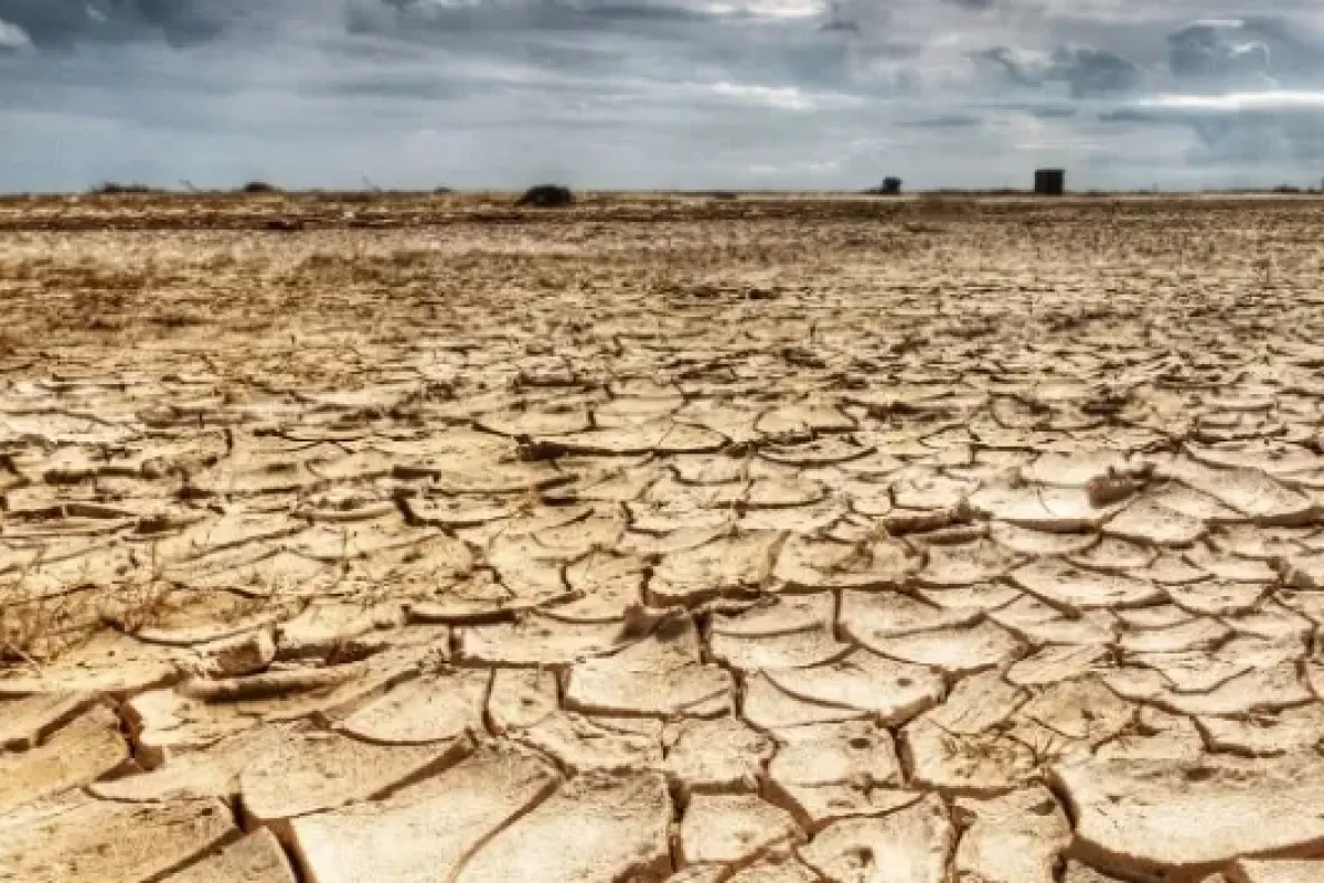 Kuraklık çiftçileri bu mahsule yöneltecek