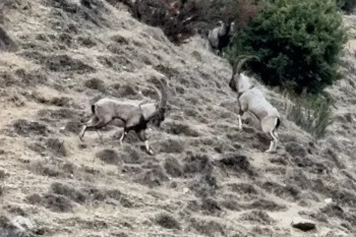 Tunceli’de tekelerin liderlik kavgası kamerada