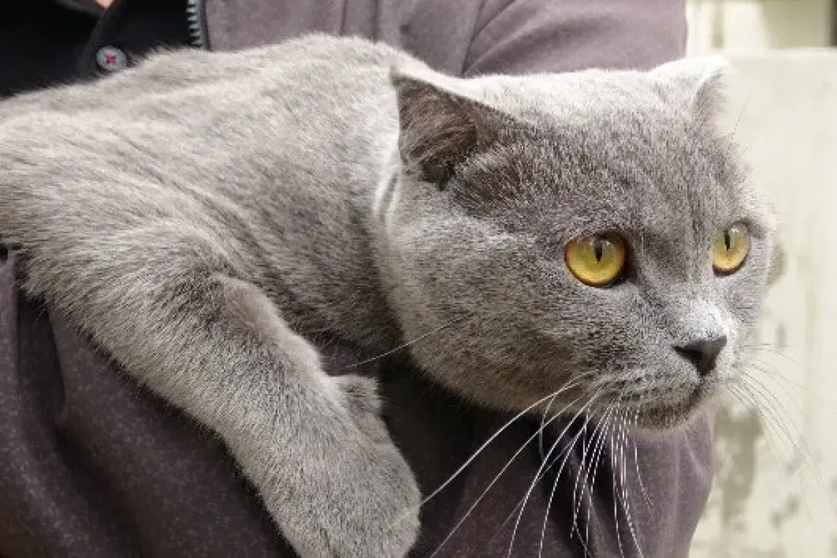 İştahsız kedisini veterinere götürdü, aldığı cevapla şok oldu