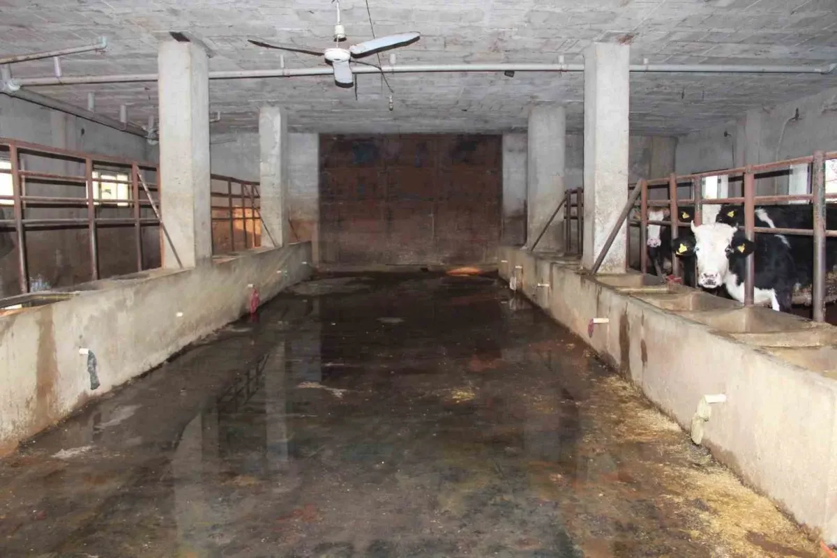 Siirt’te 3 buçuk ayda 54 büyükbaş hayvanı telef olan besicinin zararı 8 milyon lirayı buldu