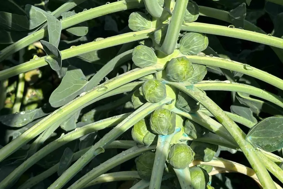 Rusya ve Hollanda lahanayı "Brüksel"den değil İznik’ten alıyor