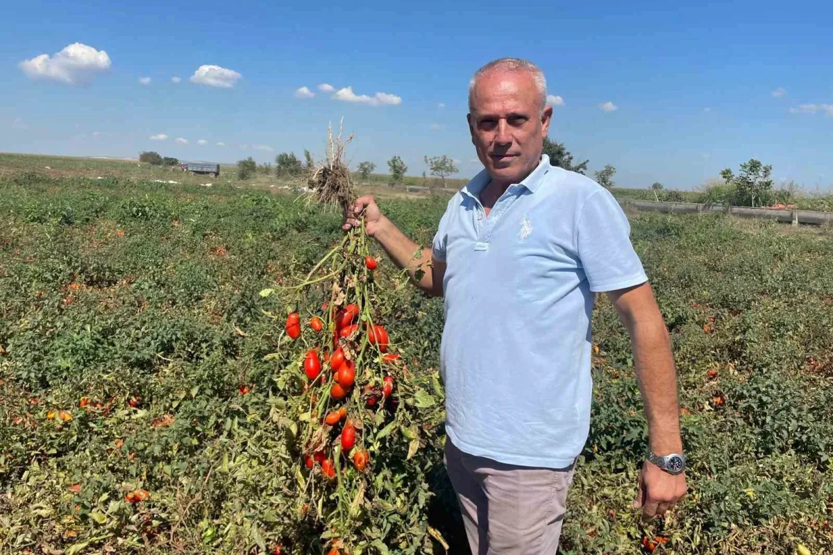 Dedesi Muhtar Seçildi, Adı “Seçim” Oldu: Hikâyesi Duygulandırdı