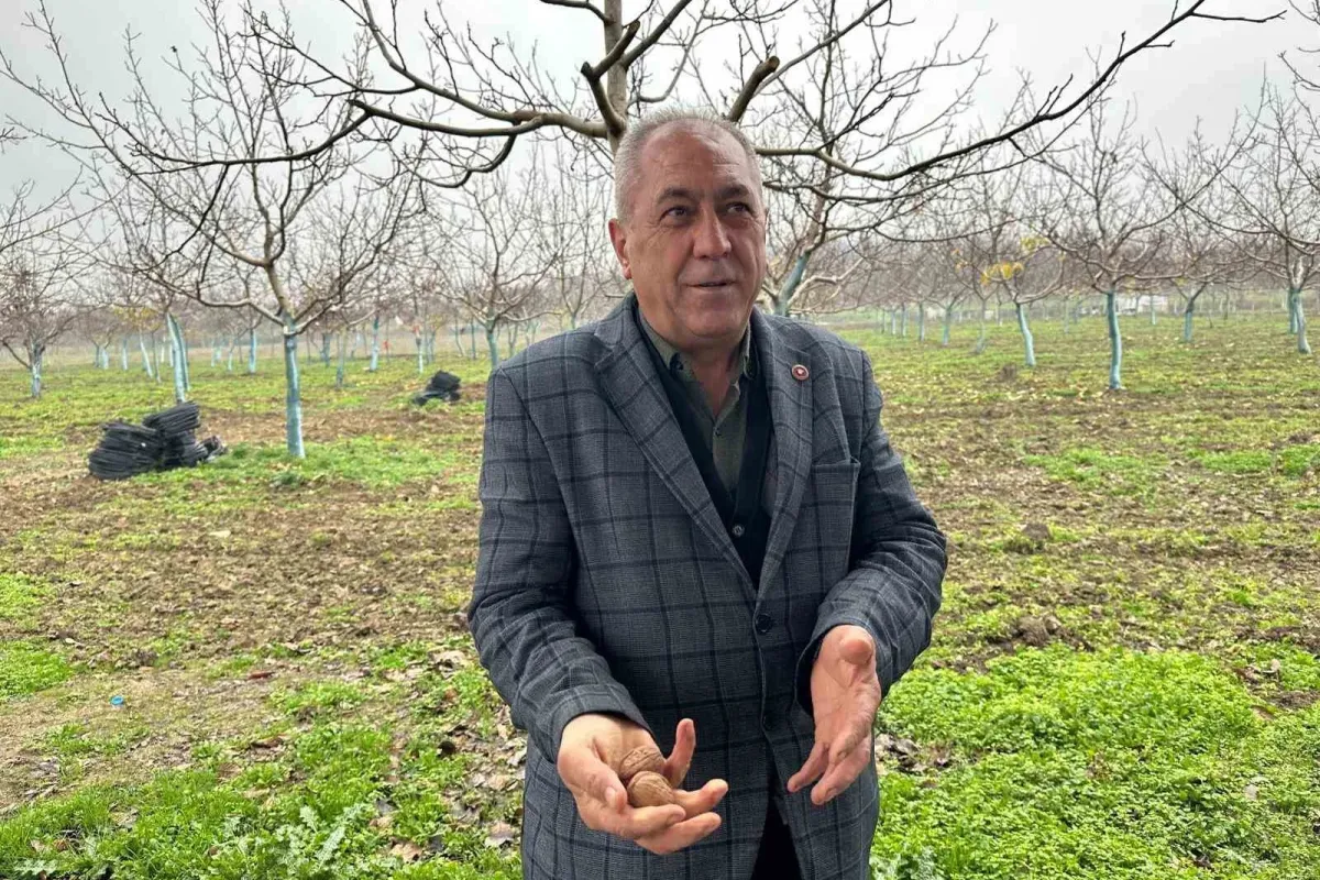 Cevizle yaşam şartları değişen köyde İstanbullular da bahçe kuruyor