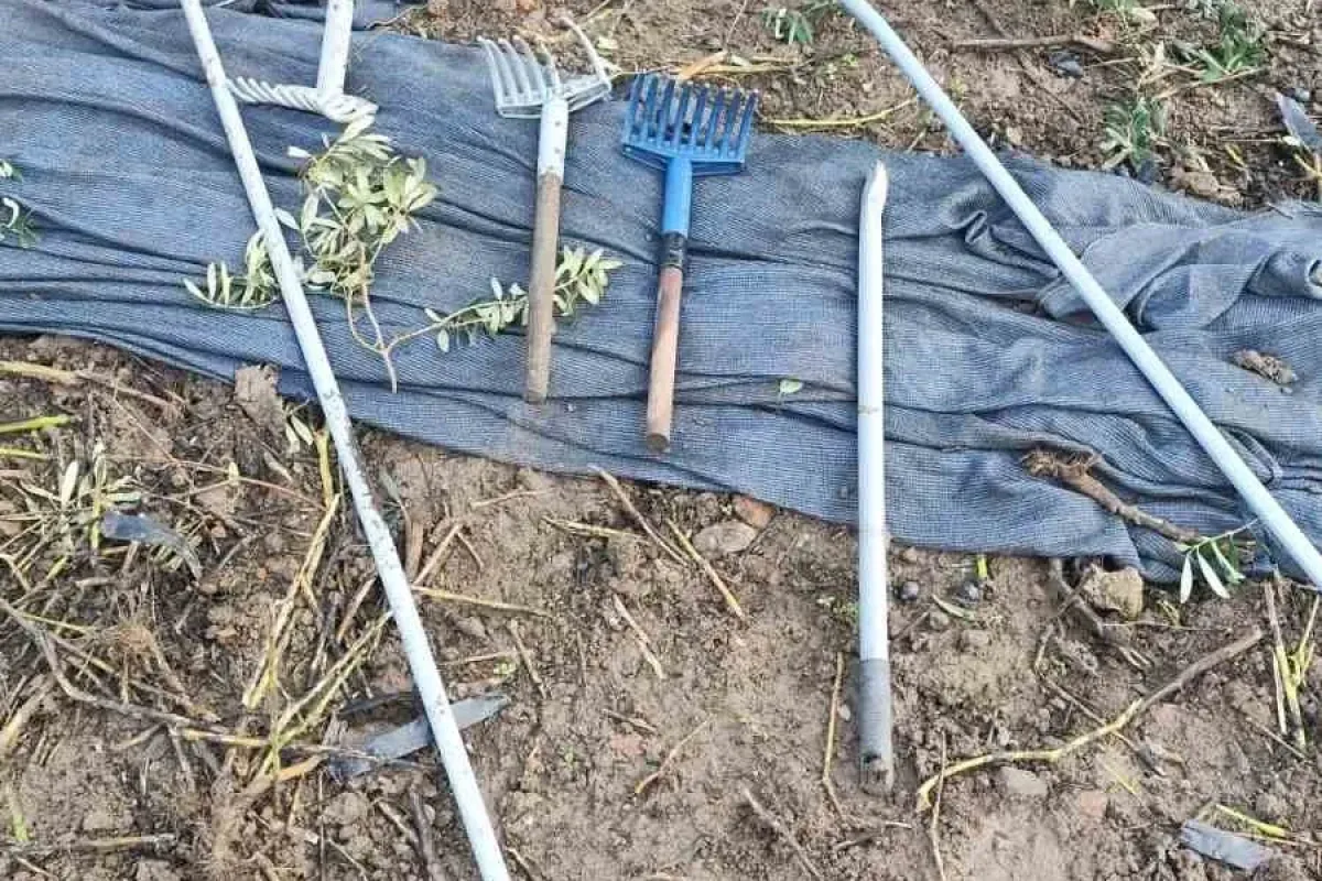 Zeytinleri dalından çaldılar