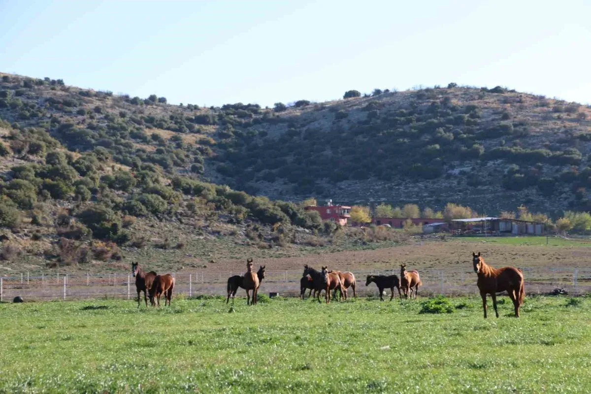 Adana milyonluk İngiliz ve Arap atlarının yetişme alanı oldu