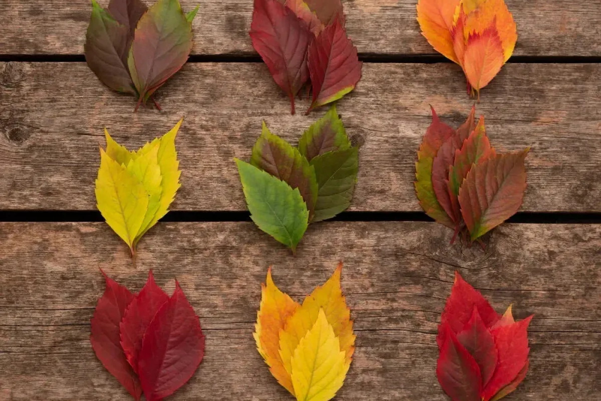 Her Ağaç Yaprak Döker mi? Doğru Bilinen Yanlışlar