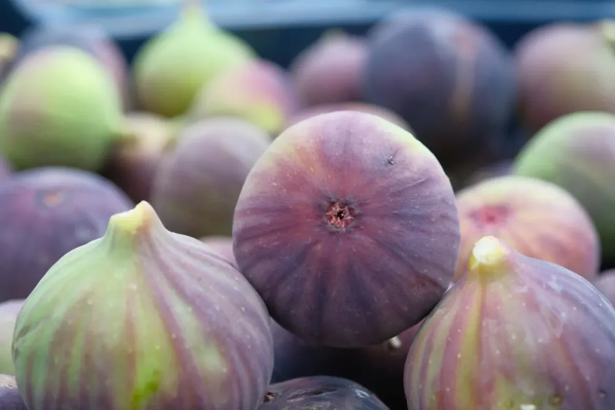 Kraliçe zirveye yükseldi! Bursa siyahı ihracatta rekor kırdı