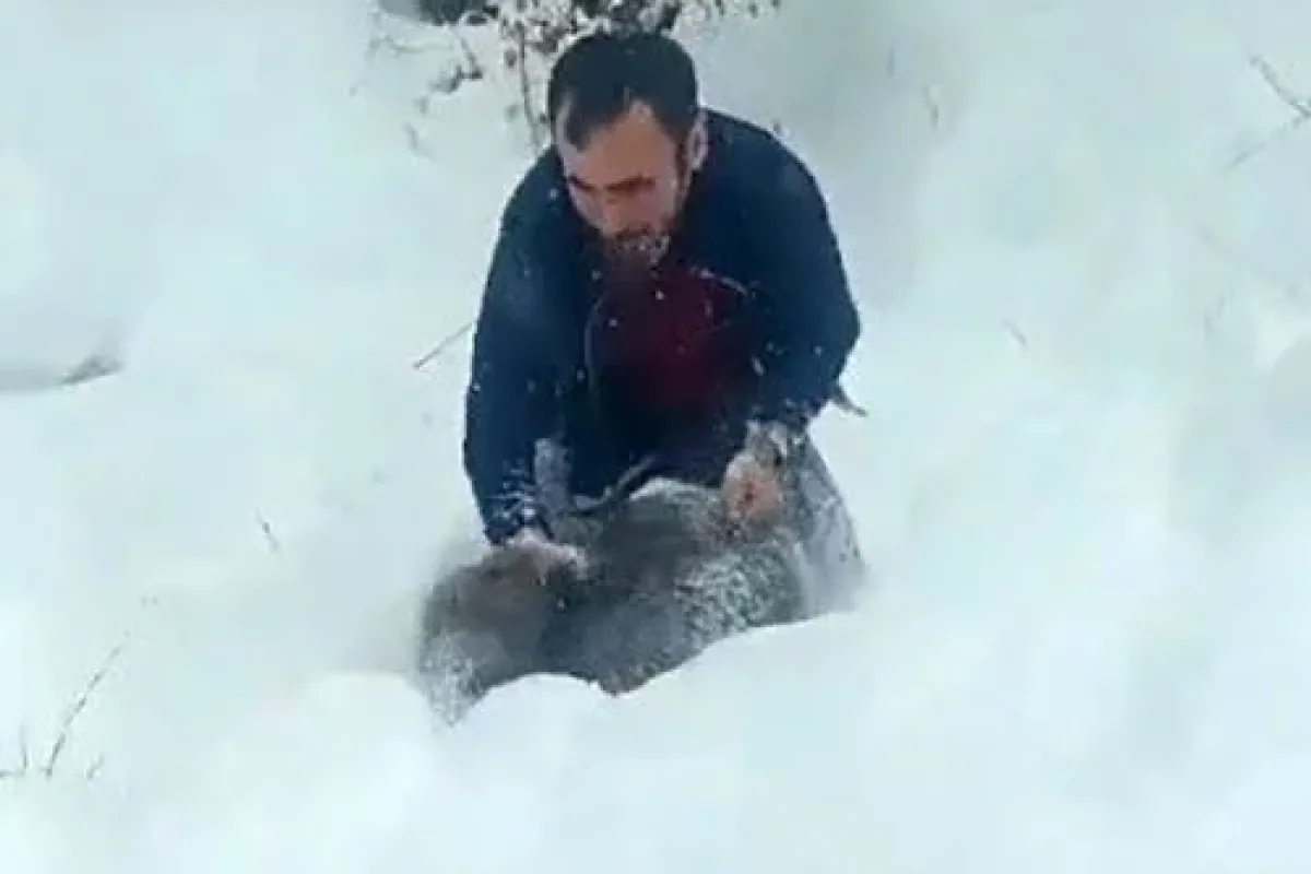 Sigara Elinde, Domuz Kucağında: Sinop’ta İlginç Görüntüler